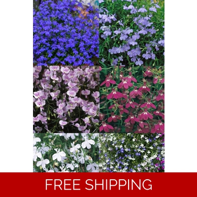 Lobelia Trailing Mini Plug Plants x6